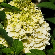 Florile albe ale hortensiei Living Sugar Rush decorează timp de câteva săptămâni.