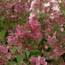 Inflorescența minunată a hortensiei Pink Diamond. 