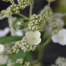 Flori gingașe albe, pe hortensia Unique.