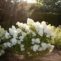 Hortensia Living Sugar Rush, sănătoasă, bine dezvoltată. 