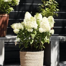 Hortensia Living Sugar Rush, sănătoasă, bine dezvoltată. 