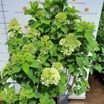 Florile albe ale hortensiei Living Sugar Rush decorează timp de câteva săptămâni.