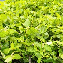  Culoarea florilor hortensiei paniculată Limelight se schimbă de la verde intens la alb.
