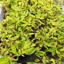 Hortensia Phantom decorează cu inflorescențe uriașe toată vara!