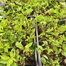 Hortensia Vanille Fraise îmbracă nuanțe minunate de roz.