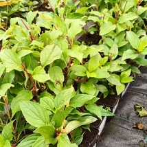 Hortensia Hercules în ghiveci mic de 9 cm în pepiniera noastră.