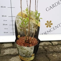 Inflorescențele mari ale hortensiei Silver Dollar. 