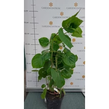 Inflorescența roz a hortensiei arbustivă.