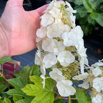 Hydrangea quercifolia Ruby Slippers - Hortensie cu frunze de stejar