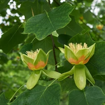 Florile și frunzele de Liriodendron tulipifera.