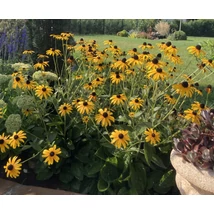 Rudbeckia fulgida plantat într-un strat peren. 