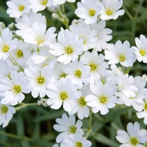 Lâna caprelor este o plantă acoperitoare de sol cu flori albe. 