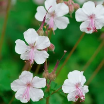 Geranium veșnic verde, decorat cu stamine roz