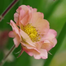 Geum Mai Tai, plantă perenă cu flori portocalii. 