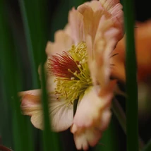 Geum Mai Tai, plantă perenă cu flori portocalii. 