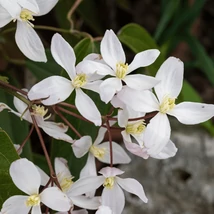 Clematită montana cu flori albe. 