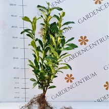 Frunzișul verde al laurului englezesc Genolia. 