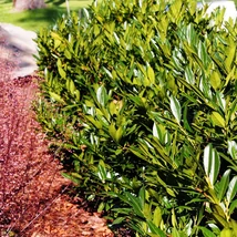 Prunus laurocerasus Manó cu creștere compactă și formă rotunjită. 