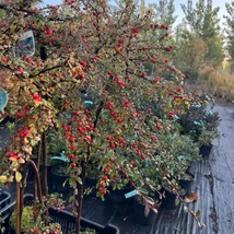 Cotoneaster cu trunchi înalt în luna octombrie în pepiniera noastră.