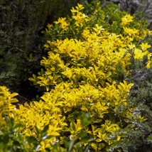 Frunzele cu margini galbene a plantei Euonymus japonicus Aureomarginatus.