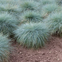 Festuca glauca Cool as Ice plantat într-un strat. 