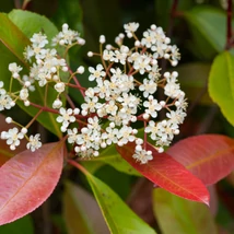 Photinia x fraserii Red Robin la ghiveci de 9 cm.