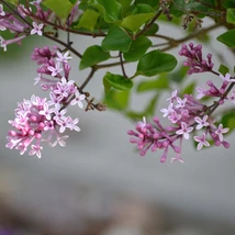 Înflorirea liliacului pitic Palibin. 