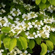 Viburnum plicatum Mariesii în timpul înfloririi. 