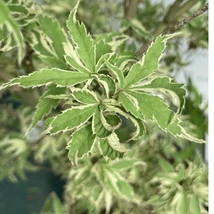 Acer palmatum Butterfly în pepiniera noastră la sfârșitul lunii mai. 