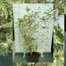 Acer palmatum Butterfly în pepiniera noastră la sfârșitul lunii mai. 