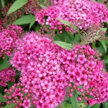 Spiraea japonica Anthony Waterer înflorit.