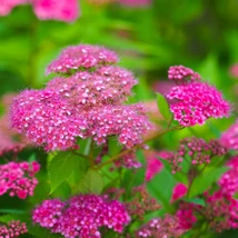 Spiraea japonica Anthony Waterer înflorit.