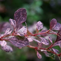 Berberis thunbergii Inspiration K3 - Drăcilă japoneză
