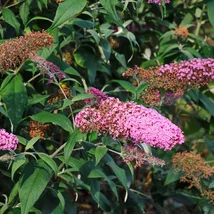 Buddleia davidii Pink Delight în timpul înfloririi. 