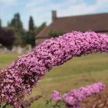 Buddleia davidii Pink Delight în timpul înfloririi. 