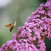 Inflorescența bogată a liliacului de vară.
