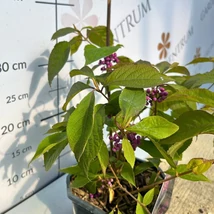 Callicarpa cu boabe deosebite, de culoare mov. 