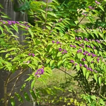 Aspectul plantei Callicarpa bodinieri Profusion.
