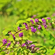 Aspectul plantei Callicarpa bodinieri Profusion.