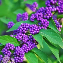 Callicarpa cu boabe deosebite, de culoare mov. 