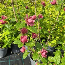 Calycanthus raulstonii Hartlage Wine K3 - Garofiță piperată, copacul orhidee