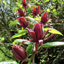 Florile garofiței piperate. 