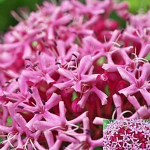Clerodendrum bungei Pink Diamond cu flori roz. 