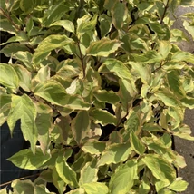 Cornus alba Gouchaultii decorat cu frunze viu colorate. 