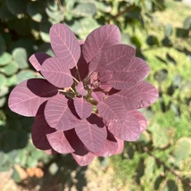 Cotinus Royal Purple decorează cu frunze deosebite în întreaga vegetație. 