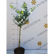 Eucaliptul decorează cu frunziș veșnic verde dens, cu nuanțe argintii. 