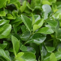 Euonymus japonicus - Salbă japoneză