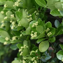 Euonymus japonicus - Salbă japoneză