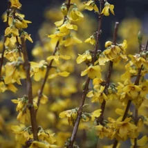 Florile arbustului Forsythia x intermedia Goldrausch.