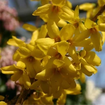Florile arbustului Forsythia x intermedia Goldrausch.